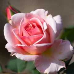 RubaBassam